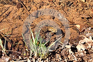 Common toad or European toad, Bufo bufo, in shallow water