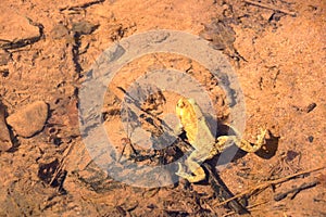 Common toad or European toad, Bufo bufo, in shallow water