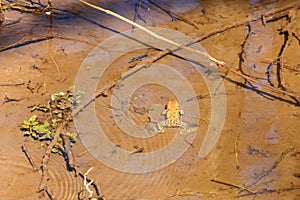 Common toad or European toad, Bufo bufo, in shallow water