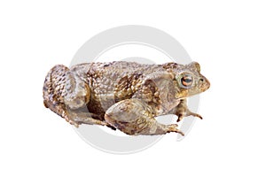 Common toad or european toad (Bufo bufo
