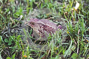 The common toad, European toad
