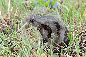 Common toad or European toad in nature