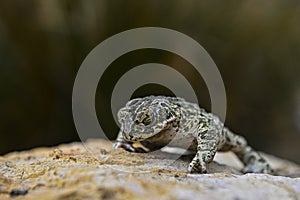 Common toad or European toad, a species of frog in the Bufonidae. photo