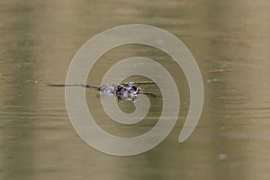 Common toad, European toad, or a toad (bufo bufo) floating in the water surface.