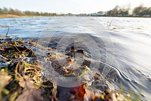 Common toad floating on water