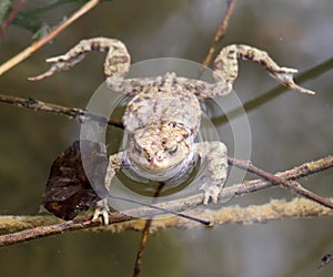 Common toad frog (Bufo bufo) in the wild