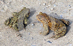 Common toad frog (Bufo bufo) in the wild