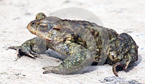 Common toad frog (Bufo bufo) in the wild