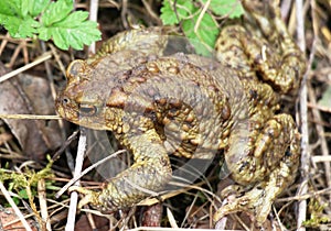 Common toad frog (Bufo bufo) in the wild