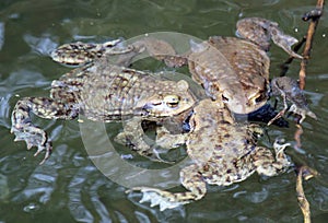 Common toad frog (Bufo bufo) in the wild