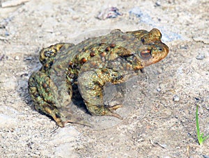 Common toad frog (Bufo bufo) in the wild