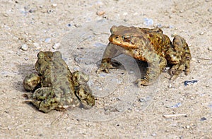 Common toad frog (Bufo bufo) in the wild