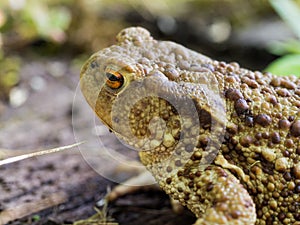 The common toad frog, European toad bufo bufo is an amphibian found throughout most of Europe