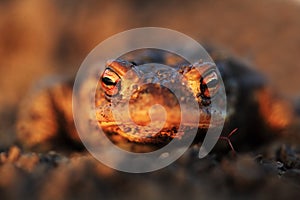 Common toad with gold eyes