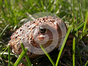 A common toad in the grass