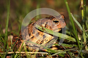 Common toad in grass
