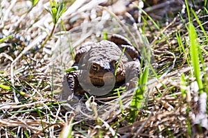 Common toad in the grass
