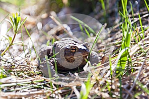 Common toad in the grass