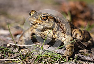 The common toad in the grass. Bufo bufo.