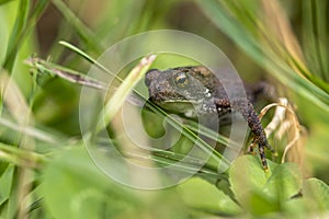 Common toad in the green grass