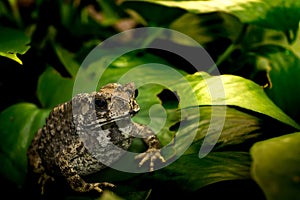 Common toad on green leaf