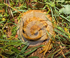 Common Toad hiding in the grass