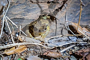 Common toad into his lair at night.