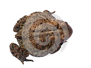 A common toad isloated