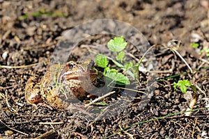 Common toad lat. Bufonidae in bright sunlight in early autumn. Moscow region, Russia. photo