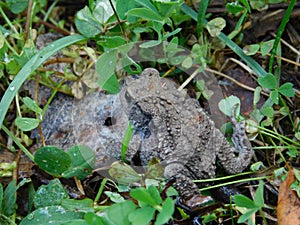 Common toad.