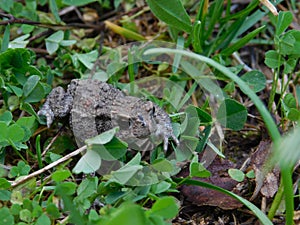 Common toad.