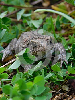 Common toad.