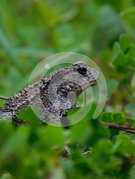 Common toad.
