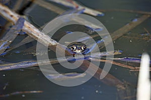 A common toad in the local pond