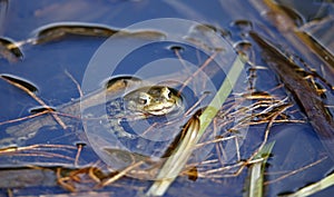 A common toad in the local pond