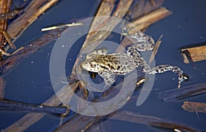 A common toad in the local pond