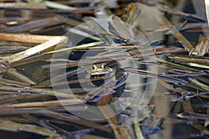 A common toad in the local pond