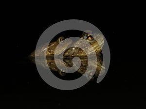 Common toad mating