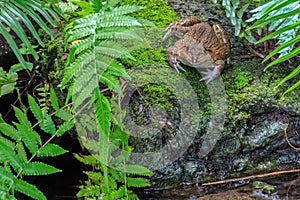 Common Toad in Natural Swamp