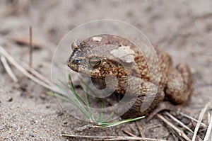 Common toad in nature