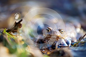 Common toad in nature water