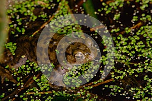Common toad in a pond.