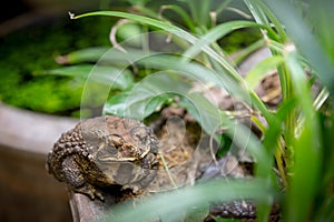 Common Toad at pond