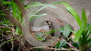 Common Toad at pond