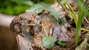 Common Toad at pond