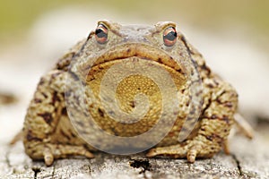 Common toad portrait