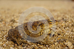 Common toad on Sand. Toad on sand.
