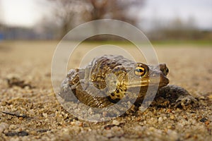 Common toad on Sand. Toad on sand.
