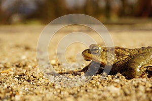 Common toad on Sand. Toad on sand.