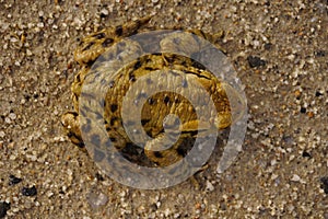 Common toad on Sand. Toad on sand.